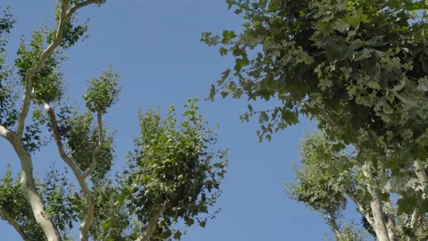 Sycamore Tree on blue sky. Branches tree Stock Footage 207555883