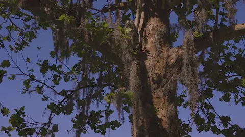 Sycamore Tree with Blue Sky Video stock 185621767