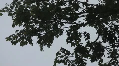 Sycamore tree branches in thunder storm Stock Footage 14517318