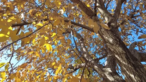 Sycamore tree with brown deeply slotted trunk with yellow leaves Stock Footage 199380049