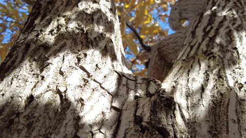 Sycamore tree with brown deeply slotted trunk with yellow leaves Stock Footage 200539362