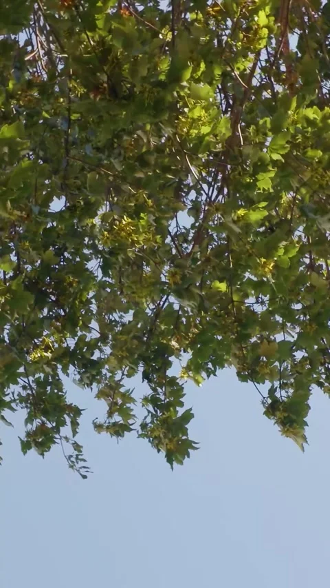 Sycamore tree canopy swaying in wind, upward view from ground with sunlit Stock Footage 342295281