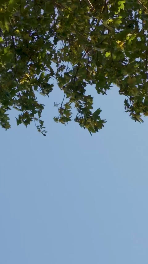 Sycamore tree canopy swaying in wind above clear blue sky with copy space Stock Footage 342295367