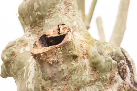 Sycamore tree close-up Stock Photos