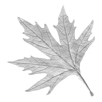 Sycamore tree leaf hand drawn, black and white lead pencil drawing 스톡 사진