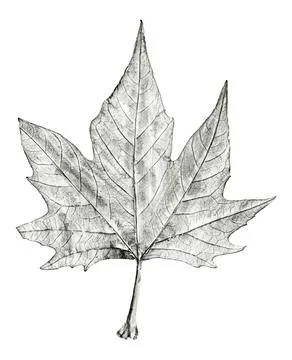 Sycamore tree leaf hand drawn, black and white lead pencil drawing Stock Photos