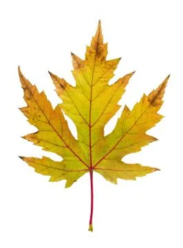 Sycamore tree leaf Stock Photos