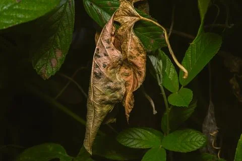 Sycamore tree leaf Stock Photos