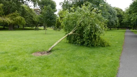 Sycamore Tree lying on grass after being blown over by wind during gale Video stock 95362374