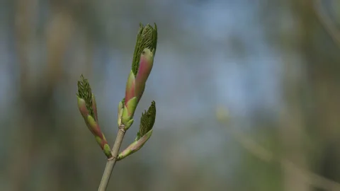 Sycamore tree new leaves emerging from pink and green leaf buds. 4K tripod Stock Footage 176597757