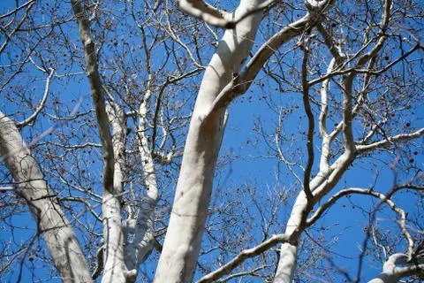 Sycamore tree Foto stock