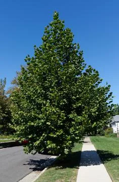 Sycamore tree Stock-Fotos