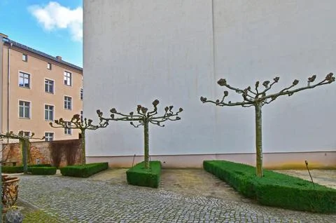 Sycamore tree (platanus) with pruned horizontal branches in winter. Stock Photos