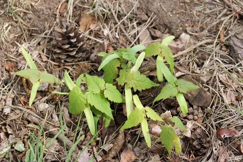 Sycamore tree seedlings Stock Photos