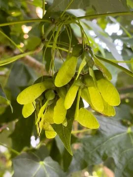 Sycamore tree seeeds on the tree. Stock Photos