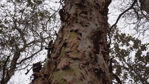 Sycamore Tree Trunk 库存影片 333903007
