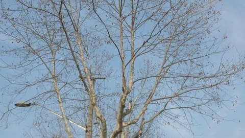 Sycamore tree under blue sky in early spring Vídeos de archivo 95835713