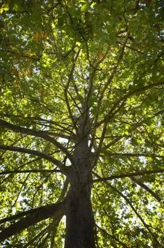 Sycamore treetop Stock Photos