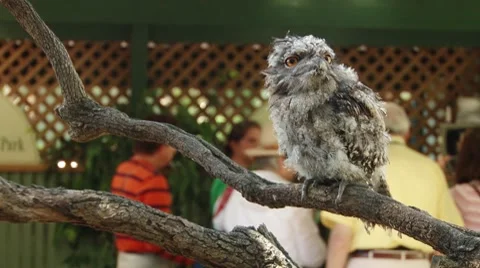 Sydney Au Owl Stockbeeldmateriaal 8135110