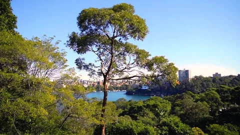 The Sydney Bay Overlook Stock Footage 256377323