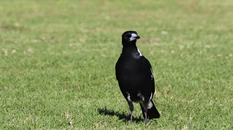 Sydney CBD Crow Video stock 25606778