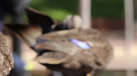 Sydney CBD Ducks Bathing Video stock 25609048