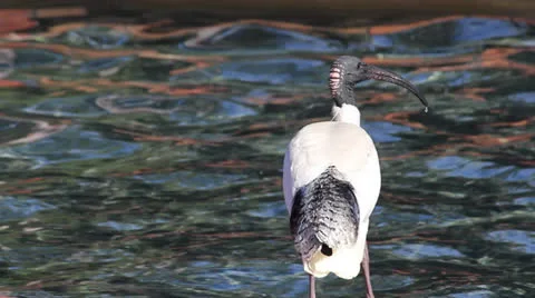 Sydney CBD Ibis Video stock 25616228