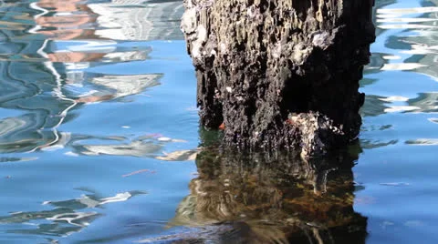 Sydney CBD Water Front Video stock 25606698