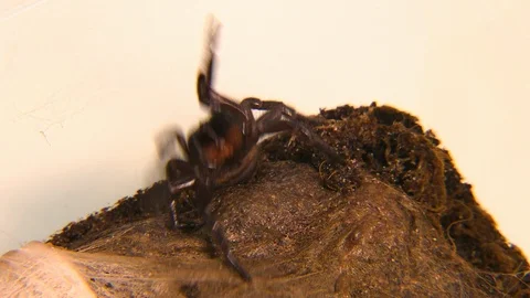 Sydney Funnel-Web Spider In Attack Mode Video stock 112337118
