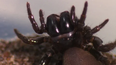 Sydney Funnel-Web Spider In Contorted Position Vídeo Stock 112334894
