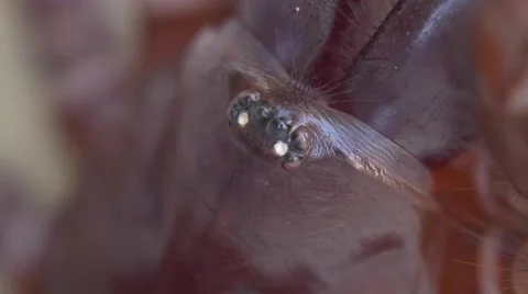 Sydney Funnel Web SPider Stockbeeldmateriaal 50005297