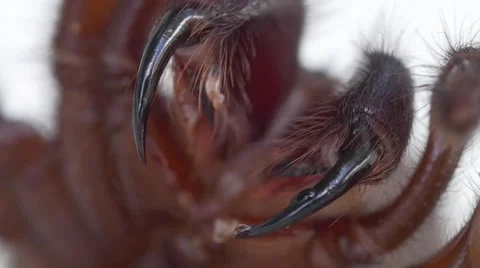 Sydney Funnel Web SPider Stockbeeldmateriaal 50038025