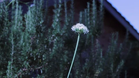 Sydney garden plants Stock Footage 98229869