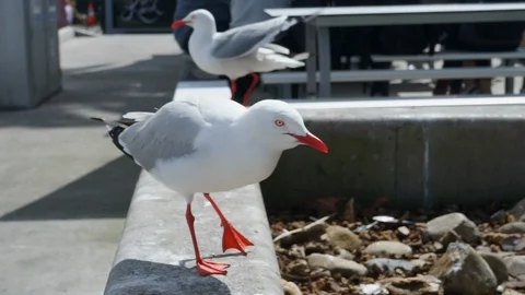 Sydney harbour seagull Video stock 122060081