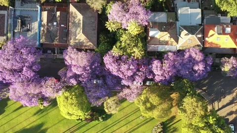 Sydney Kirribilli Jacaranda trees blooming in Sprint time – aerial 4k view. Stock Footage 164648053