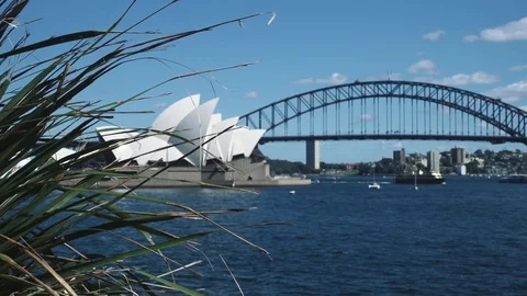 Sydney -  Long grass moving in wind with Sydney Opera House and Sydney Harbour Stock Footage 111384016