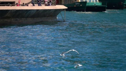 Sydney, Seagulls Stock Footage 70986156