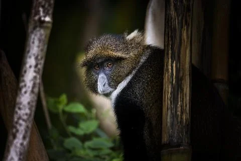 Sykes Monkey (Cercopithecus albogularis aka White-throated or Samango Monkey) in Foto stock
