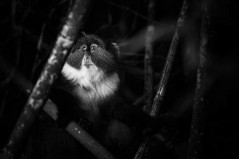 Sykes Monkey (Cercopithecus albogularis aka White-throated or Samango Monkey) in Stock Photos