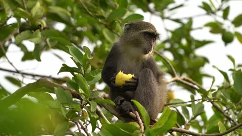 Sykes monkey - Cercopithecus albogularis also known white-throated or Samango or Stock Footage 170971065