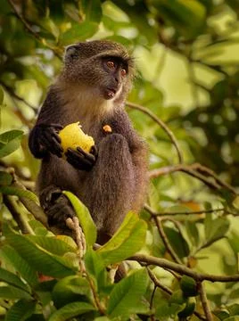 Sykes monkey - Cercopithecus albogularis also known white-throated or Samango Stock Photos