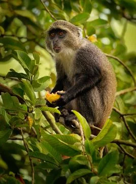 Sykes monkey - Cercopithecus albogularis also known white-throated or Samango Foto stock