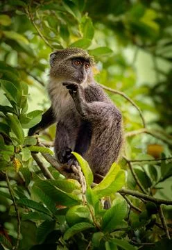 Sykes monkey - Cercopithecus albogularis also known white-throated or Samango Stock Photos
