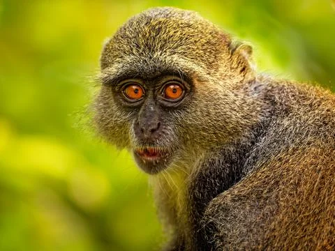 Sykes monkey - Cercopithecus albogularis also known white-throated or Samango Stock Photos