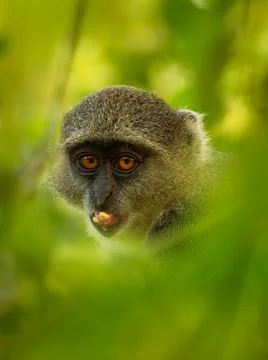 Sykes monkey - Cercopithecus albogularis also known white-throated or Samango Stock Photos