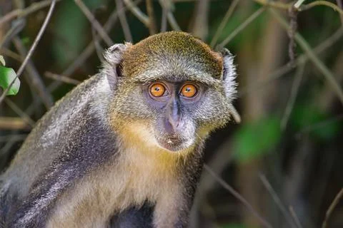 Sykes' monkey, Cercopithecus albogularis, gazing directly into the camera. Stock Photos