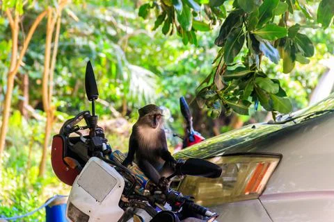 Sykes' monkey (Cercopithecus albogularis) Stock Photos