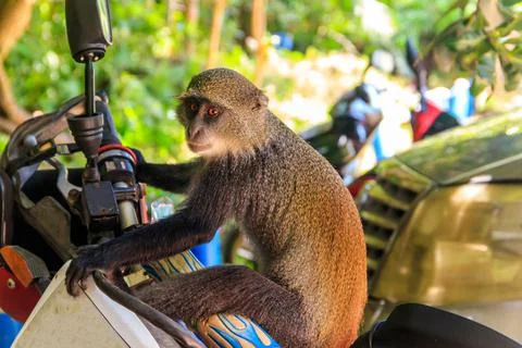 Sykes' monkey (Cercopithecus albogularis) Stock Photos