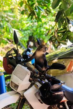 Sykes' monkey (Cercopithecus albogularis) Stock Photos