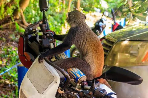 Sykes' monkey (Cercopithecus albogularis) Stock Photos